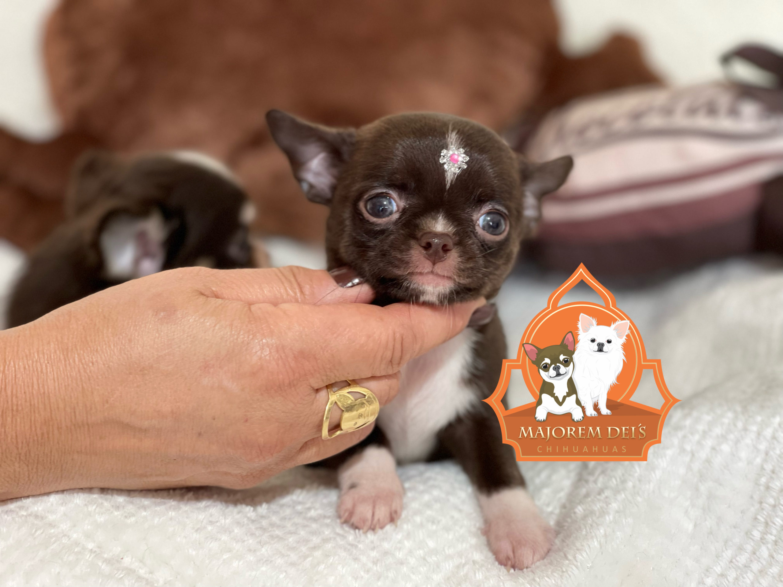 Será entregue castrada, microchipada e vacinada conforme idade.