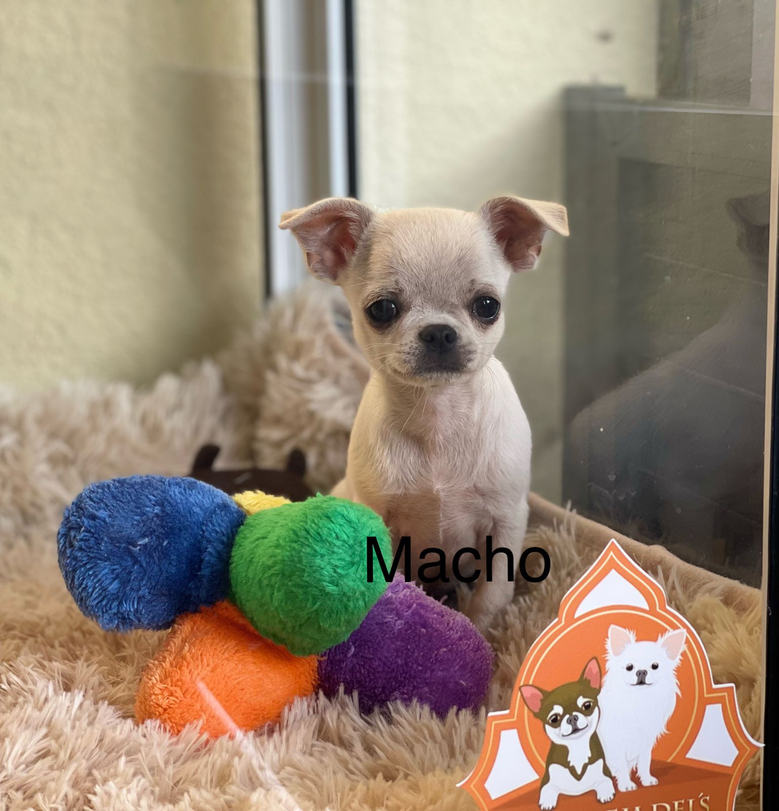 Chihuhua machinho mini - Cachorros e acessórios - Jardim Petrópolis,  Campinas 1260340281